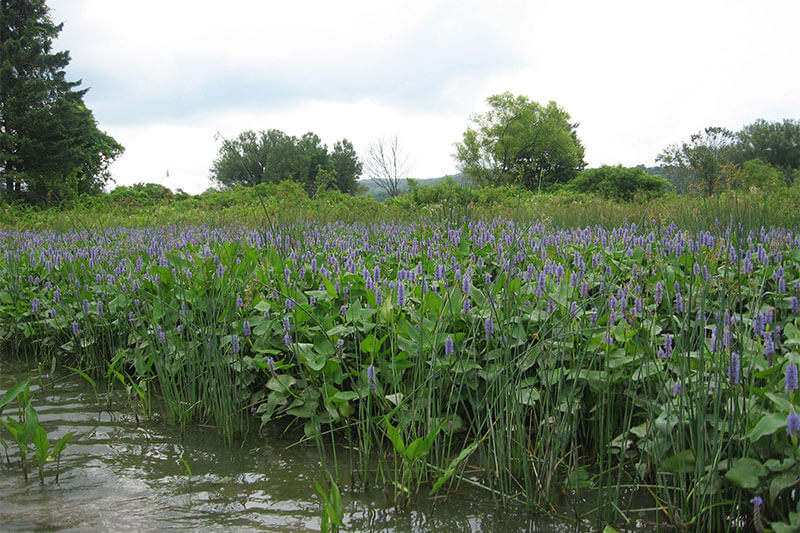 ER&M Ecological Restoration & Management