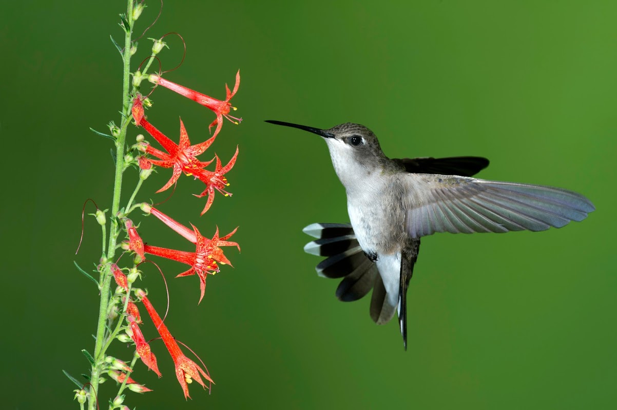 Planet Friendly Pest Control