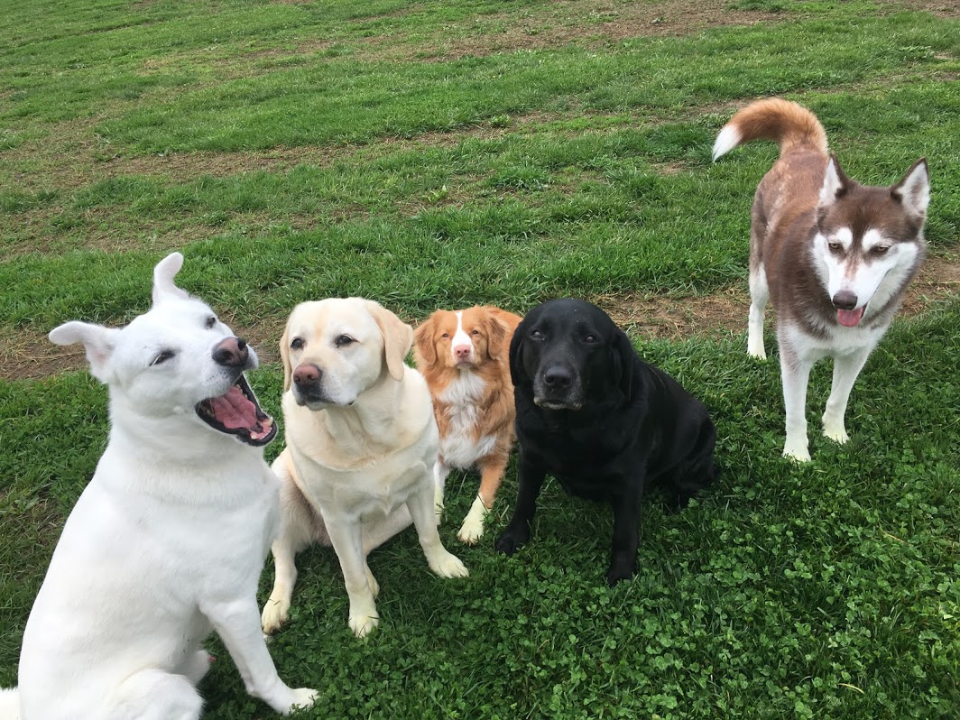 Reisterstown Pet Resort & Spa