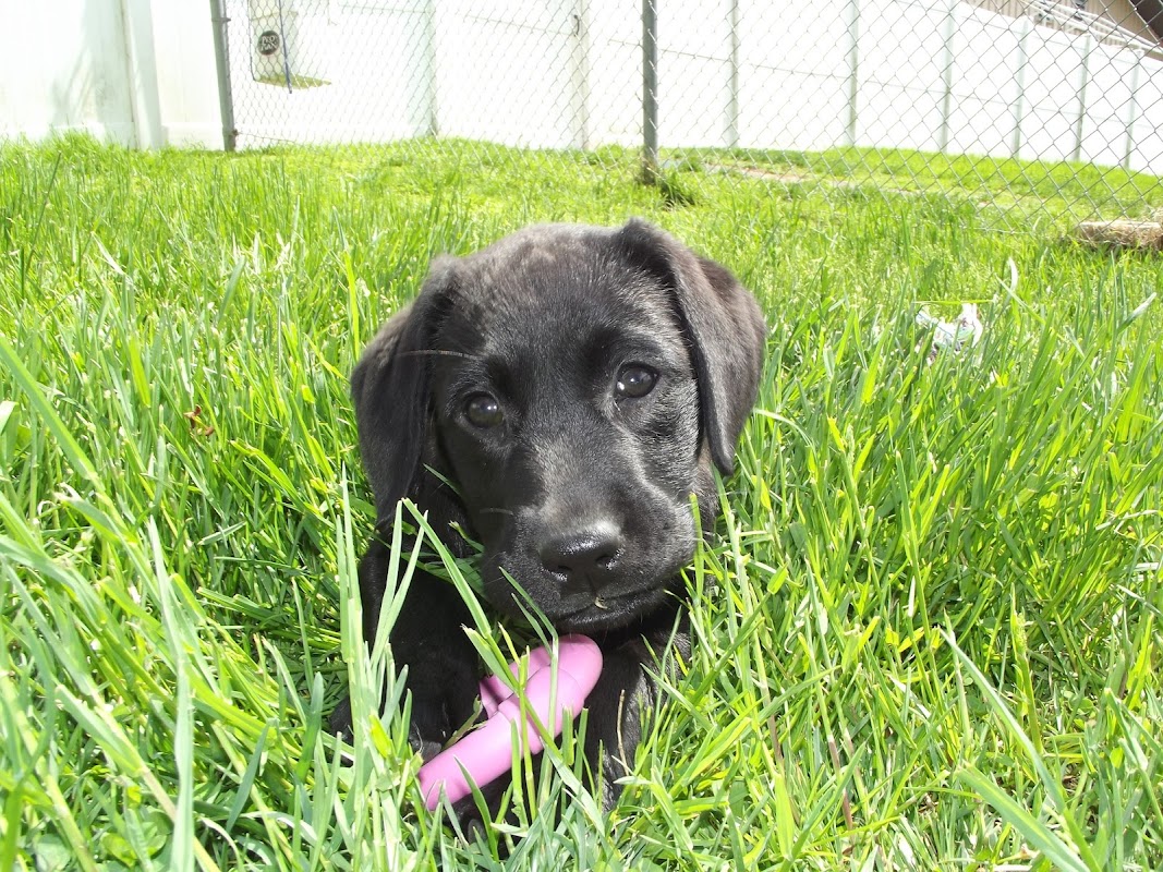 Reisterstown Pet Resort & Spa