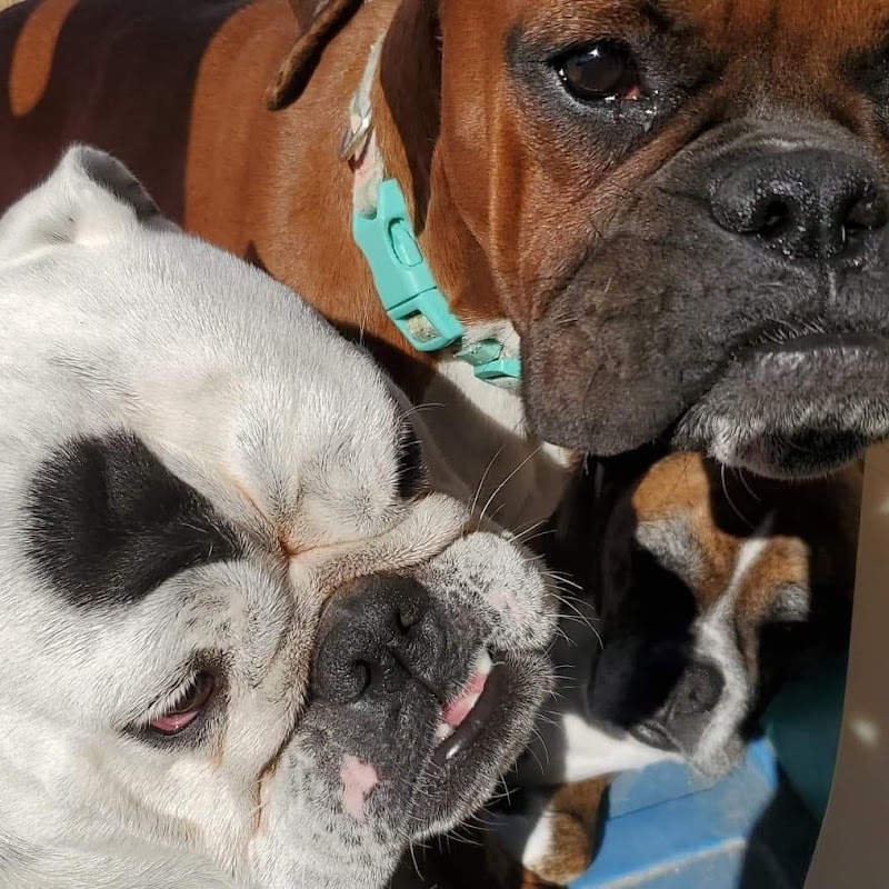 Downtown Dog Resort & Spa