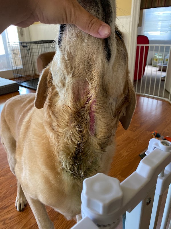 Downtown Dog Resort & Spa