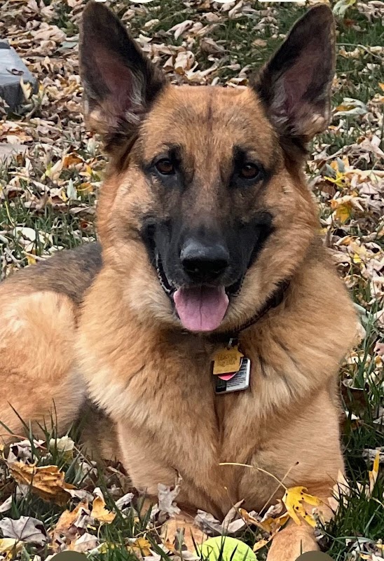 Downtown Dog Resort & Spa