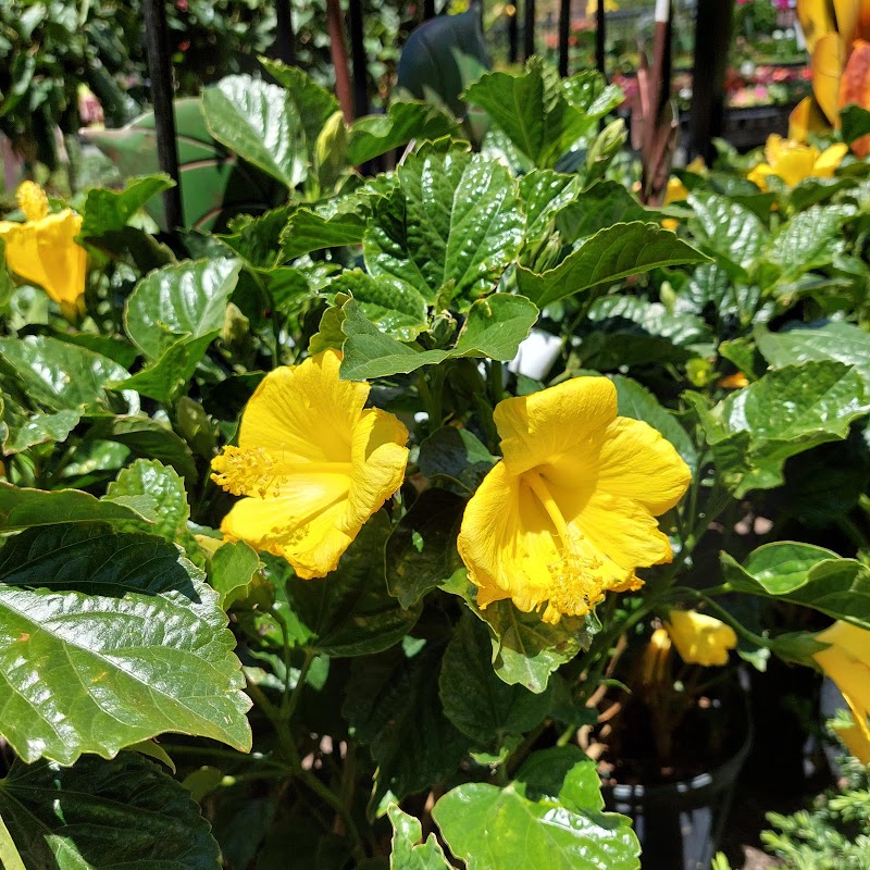 Evergreen Gene's Inc. Landscaping & Garden Center